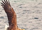 White Tailed Eagle